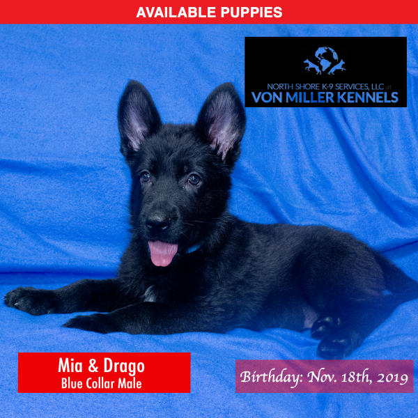 Von-Miller-Kennels_Puppies-German-Shepherds-11-18-2019-litter-Blue-Male-6